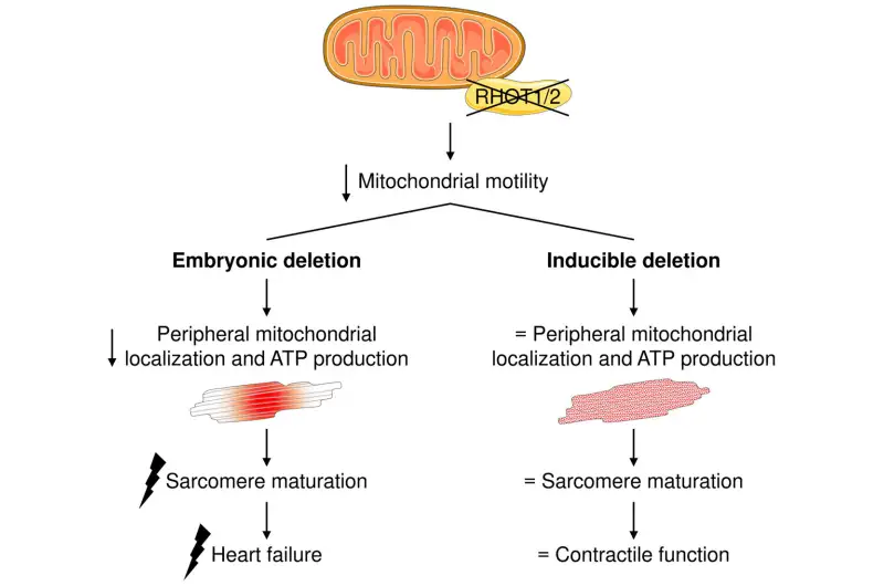 بروتينات RHOT وتنظيم طاقة القلب ( مصدر الصورة: sciencedaily )
