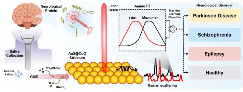 تشخيص أمراض الدماغ عبر تحليل اللعاب ( مصدر الصورة: Advanced Materials )