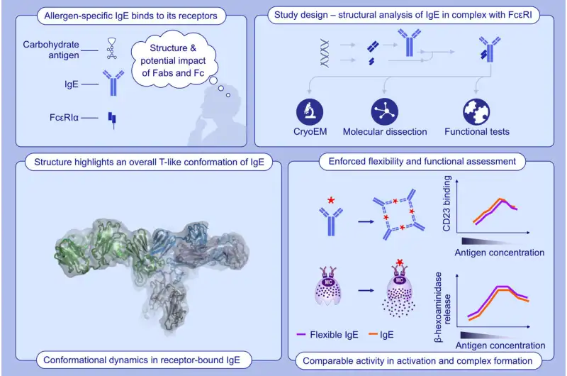آلية حدوث الحساسية ( مصدر الصورة: Unsplash )