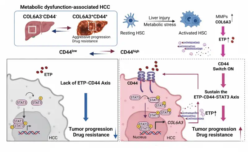 تطور سرطان الكبد المرتبط بالسمنة ( مصدر الصورة: Cancer Research ) 