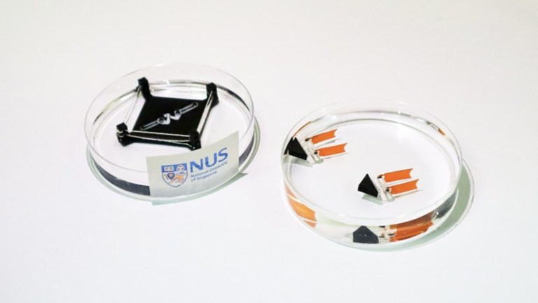 عضلات روبوتية اصطناعية ( مصدر الصورة: NUS )