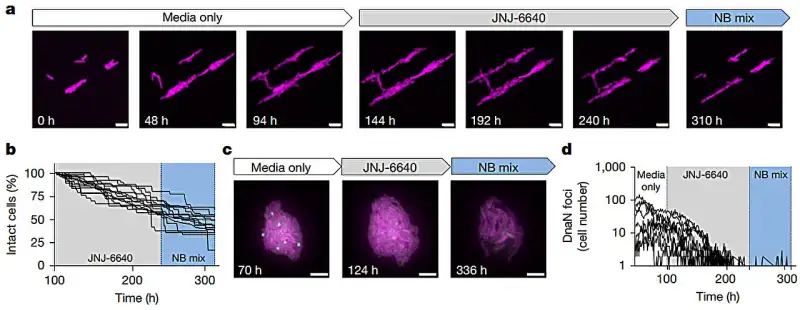 علاج مرض السل ( مصدر الصورة: إمبريال كوليدج )