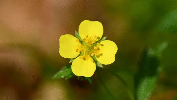 زهرة برية صفراء صغيرة تُعرف باسم Potentilla erecta ( مصدر الصورة: ويكيميديا )