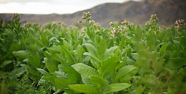 نبات التبغ ( مصدر الصورة: University of York )