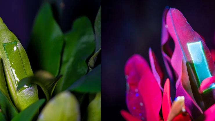 علاج النباتات من العدوى البكتيرية ( مصدر الصورة: Unsplash )