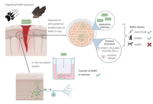 انتقال داء الكلب ( مصدر الصورة: Unsplash )