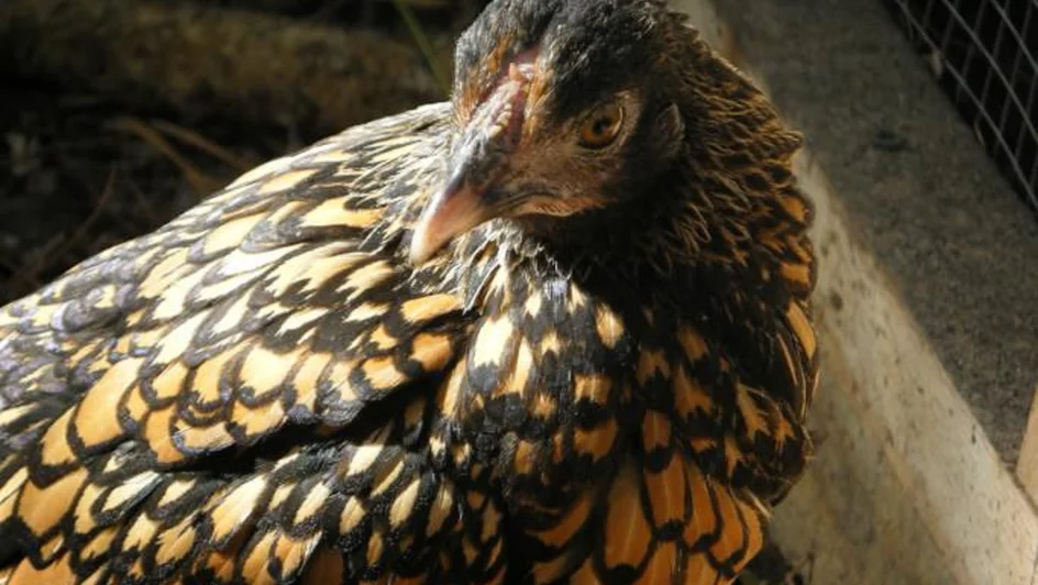 أقدم دجاجة في العالم ( مصدر الصورة: Freepik )