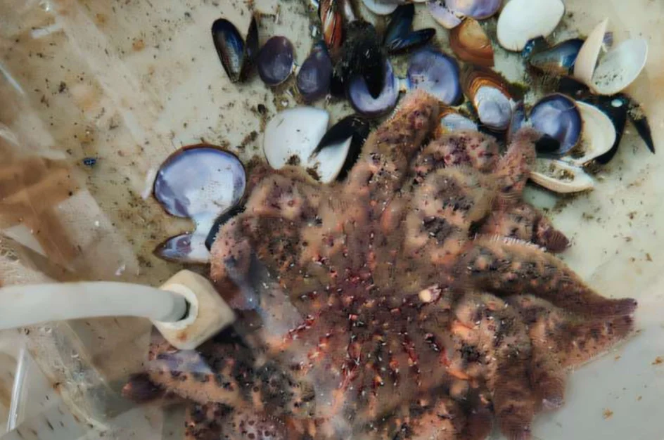 مرض قاتل يصيب نجوم البحر ( مصدر الصورة: Unsplash )