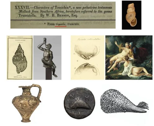 هيمنة اللغة اليونانية على أسماء الرخويات ( مصدر الصورة: Freepik )