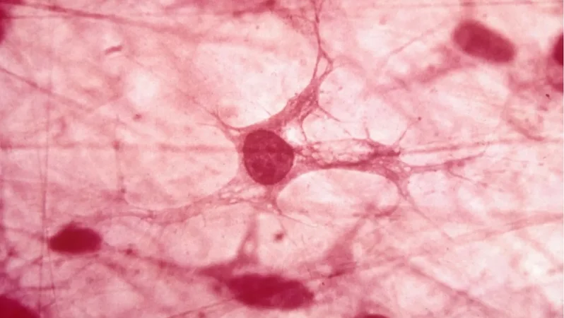 كشف الأورام أثناء العمليات الجراحية ( مصدر الصورة: مجلة Scientific Reports )