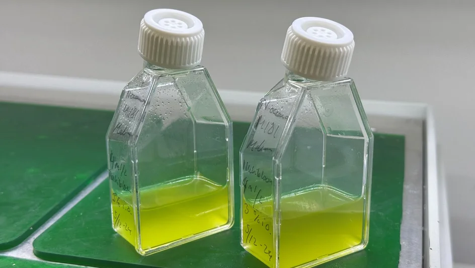 بديل نباتي لفيتامين D3 ( مصدر الصورة: Freepik )