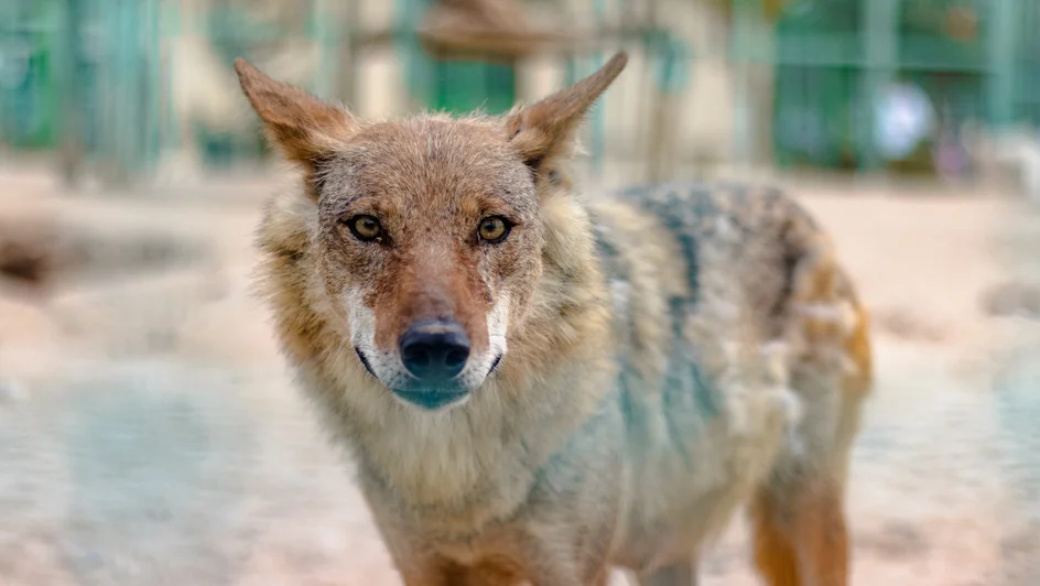 حقيقة تشوباكابرا ( مصدر الصورة: Freepik )