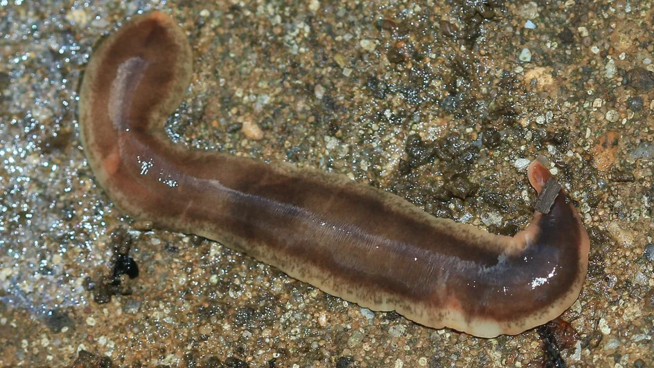 ديدان مسطحة ( مصدر الصورة: جامعة لوند )