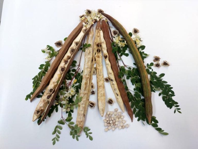 بذور المورينجا لتنقية المياه من جزيئات البلاستيك الدقيقة ( مصدر الصورة: Stock )