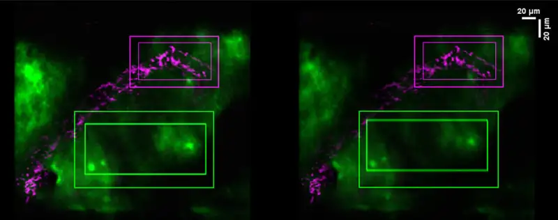 حركة السوائل داخل الدماغ ( مصدر الصورة: Pennsylvania State University )