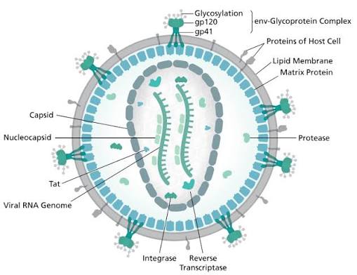 فيروس نقص المناعة البشرية HIV ( مصدر الصورة: ويكيبيديا )