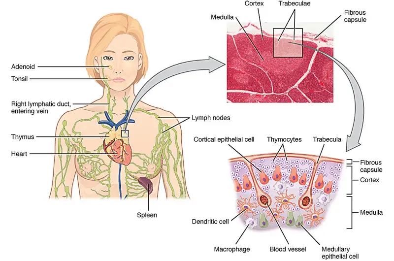 علاج الوهن العضلي الوبيل ( مصدر الصورة: Pixabay )