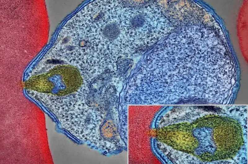 علاج جديد للملاريا ( مصدر الصورة: Pixabay )