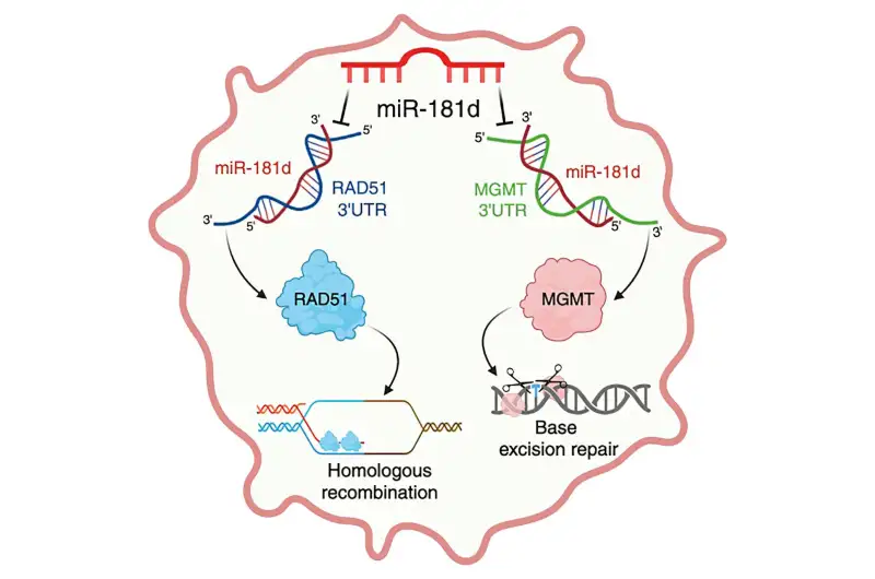 علاج الورم الأرومي الدبقي ( مصدر الصورة: جامعة براون )