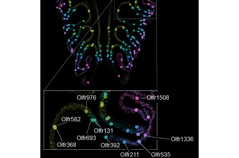 خريطة مفصلة لمستقبلات الشم ( مصدر الصورة: كلية هارفارد للطب )