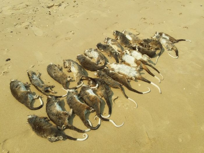 موت الحيوانات واحتراق الغابات.. هكذا فتك التغير المناخي بالحياة البرية في أستراليا 