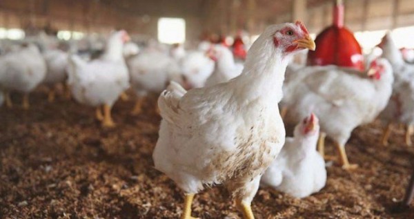 أسعار الدجاج والحبش والخضروات اليوم الأحد في أسواق القطاع
