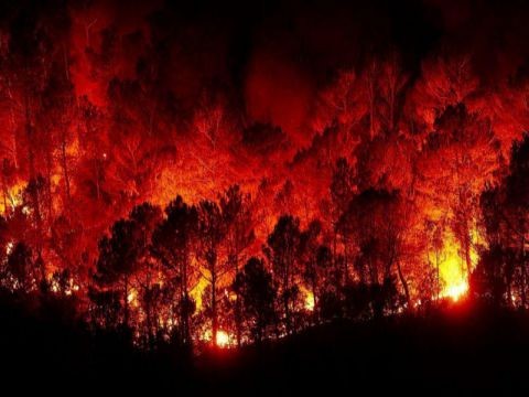 (فيديو) حريق هائل يلتهم عشرات دونمات التين والزيتون غرب حماة السورية